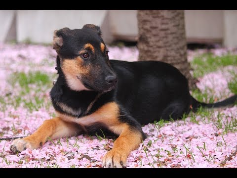 Vídeo: Micose Em Cães - Causas, Sintomas E Tratamento