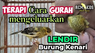 TERAPI / GURAH mengeluarkan LENDIR pada burung kenari. || RCM KDS Bird Farm TERAPI / GURAH mengeluarkan LENDIR pada burung kenari. || RCM KDS Bird Farm