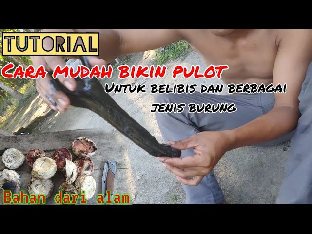 TUTORIAL✅CARA BIKIN PULOT BELIBIS DAN BERBAGAI JENIS BURUNG‼️ class=