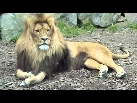 Video: Varför rider Parvati på ett lejon?