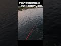 【まさかの展開】激アツな時間帯はルアーを投げなくても釣れる。 #shorts #fishing #釣り #trout #エリアトラウト