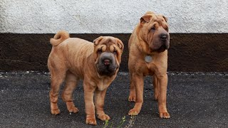 Is a Chinese SharPei the Right Family Dog for You?