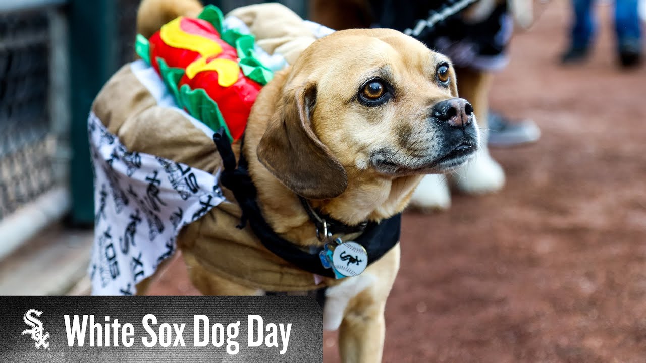 chicago white sox dog jersey