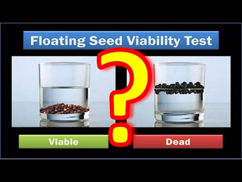 Wideo: Czy żywotne nasiona powinny unosić się na wodzie, czy tonąć?