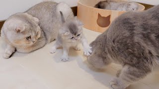 The kitten punching the mother cat and running away was so cute...