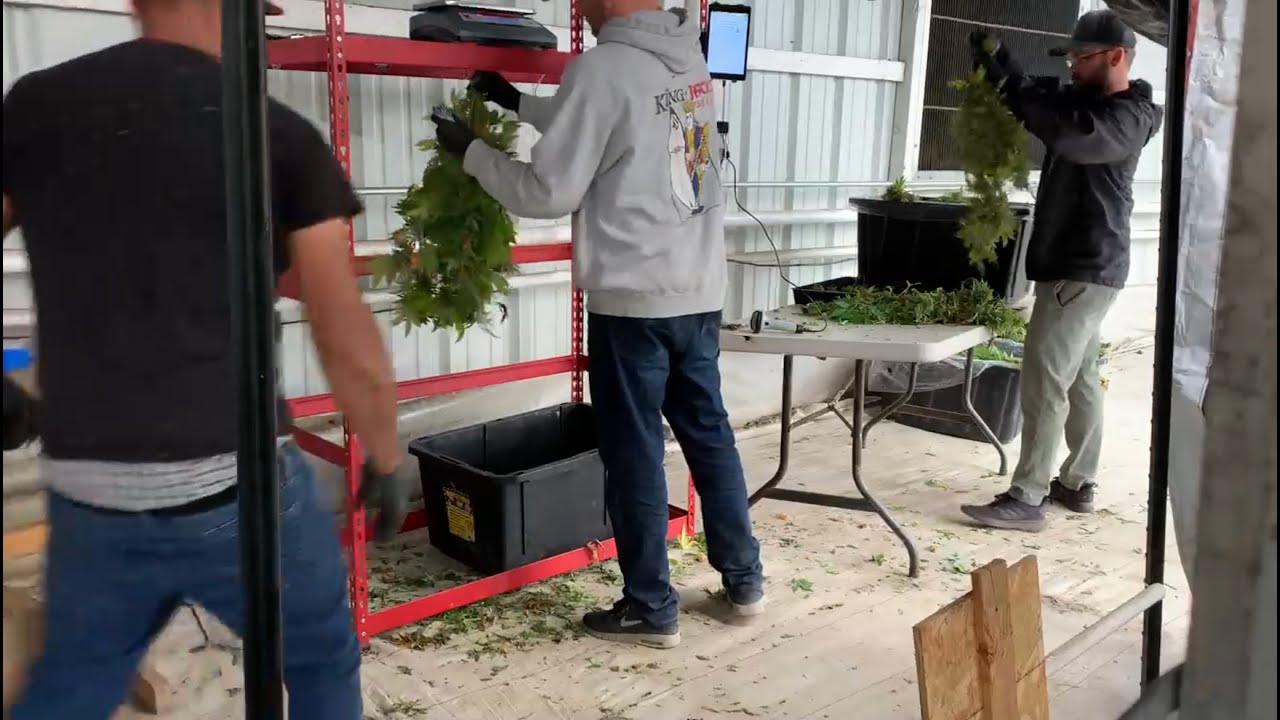 Outdoor cannabis harvest with StashStock's CannaScale