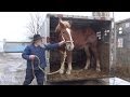 Amish Horses Arrive