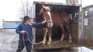 Amish Horses Arrive