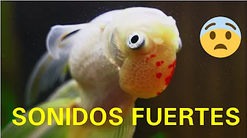 ¿Los peces son sensibles al ruido?