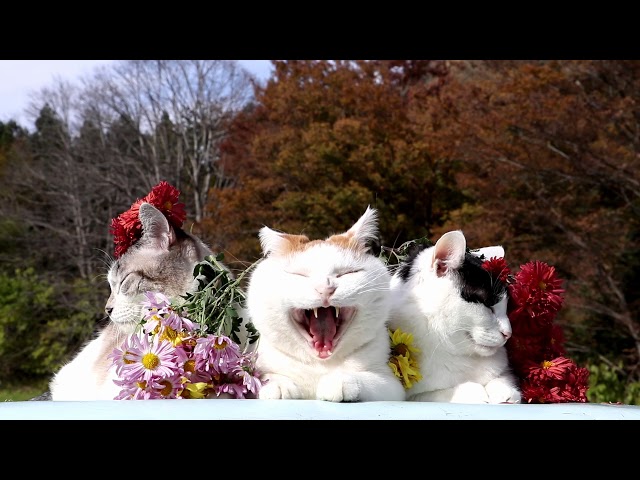 のせ猫 x 菊の花　　Chrysanthemum　171117