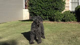 Giant Schnauzer guards house