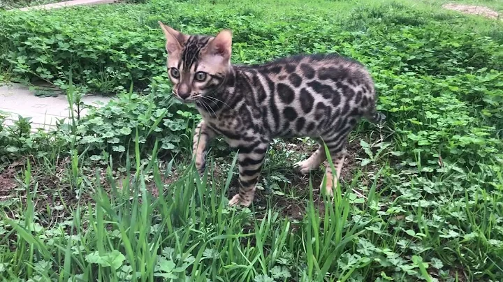 Video 3927071: bengal kitten born, male bengal kitten, bengal walking, kitten garden