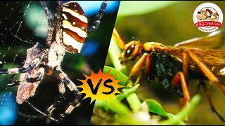 【The SpiderKiller】 Spider Wasp Paralyzes Her Prey Before Dragging It into Her Nest!