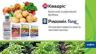 Как защитить картофель и томаты от болезней