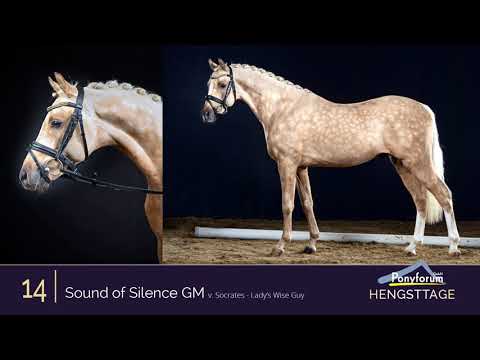 Ponyforum Hengsttage Nr. 14 SOUND OF SILENCE GM * 2018 v. Socrates