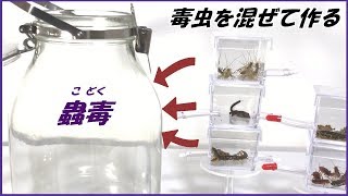 蟻戦争Ⅲ142 中国の秘術「蟲毒」を再現してみたら、まがまがしい結果になった。  編Insect poison