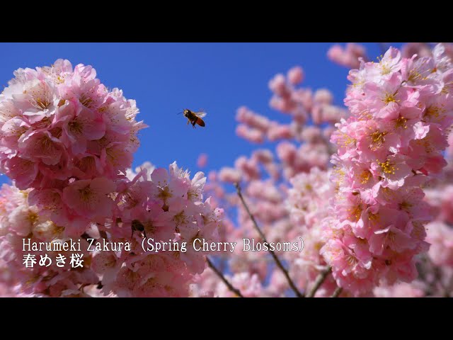春夢遺葉 Dreams of Springs The first 