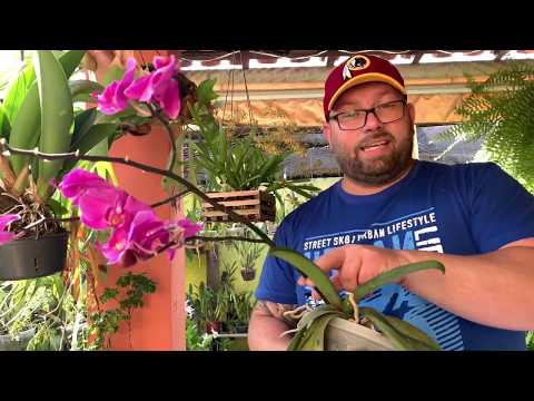 Vídeo: Phalaenopsis Orquídeas. Cuidado e criação