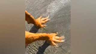TRY NOT TO LAUGH 😆 Best Funny Videos Compilation 😂😁😆 Memes PART 29