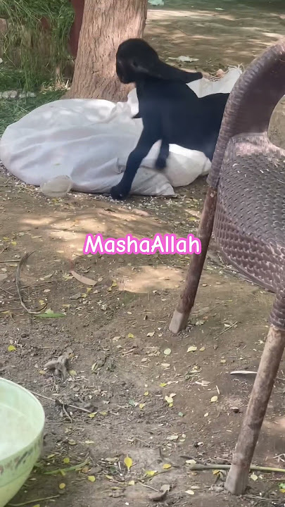 MashaAllah Ajwa khailte huay Shukar Alhamdulilah #beautifullgoats #mostviral #trending #🐐🌹❤️🌹