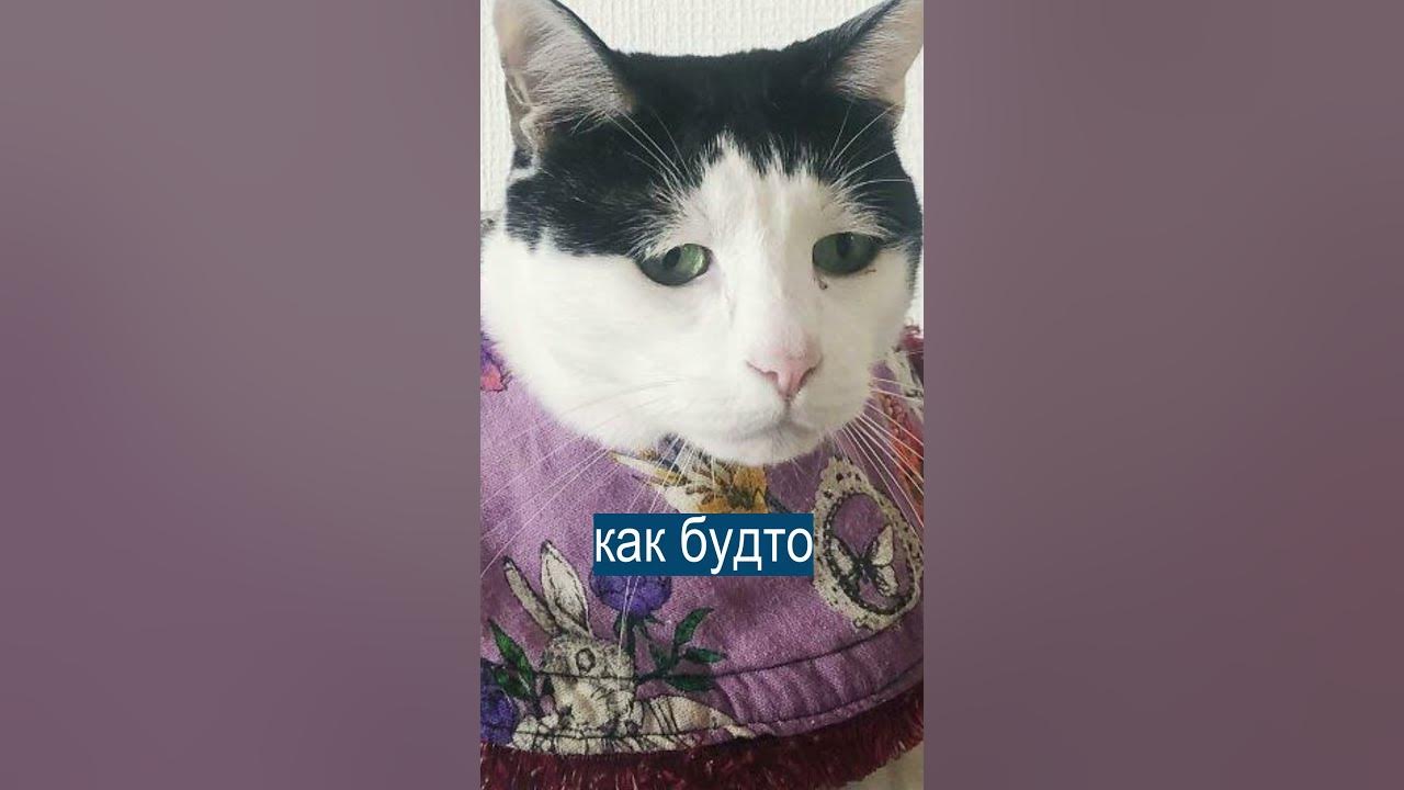 Грустный кот, который понял жизнь - YouTube