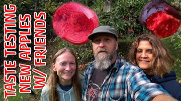 Friends Taste Test New Red Fleshed Apple Varieties In The Orchard