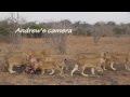 Cubs killed by dominant lioness