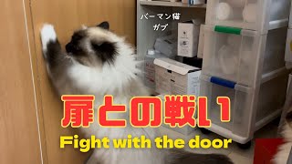 バーマン猫ガブとラフとミカ【扉との戦い】Fight with the doorバーマン猫Birman/Cat