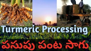 Antiquated method For Turmeric Processing plough by OX | Rythu Vedika