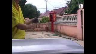 Terkukur Jementahcatch And Release