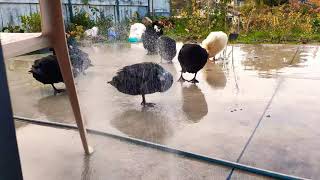 Duck shower