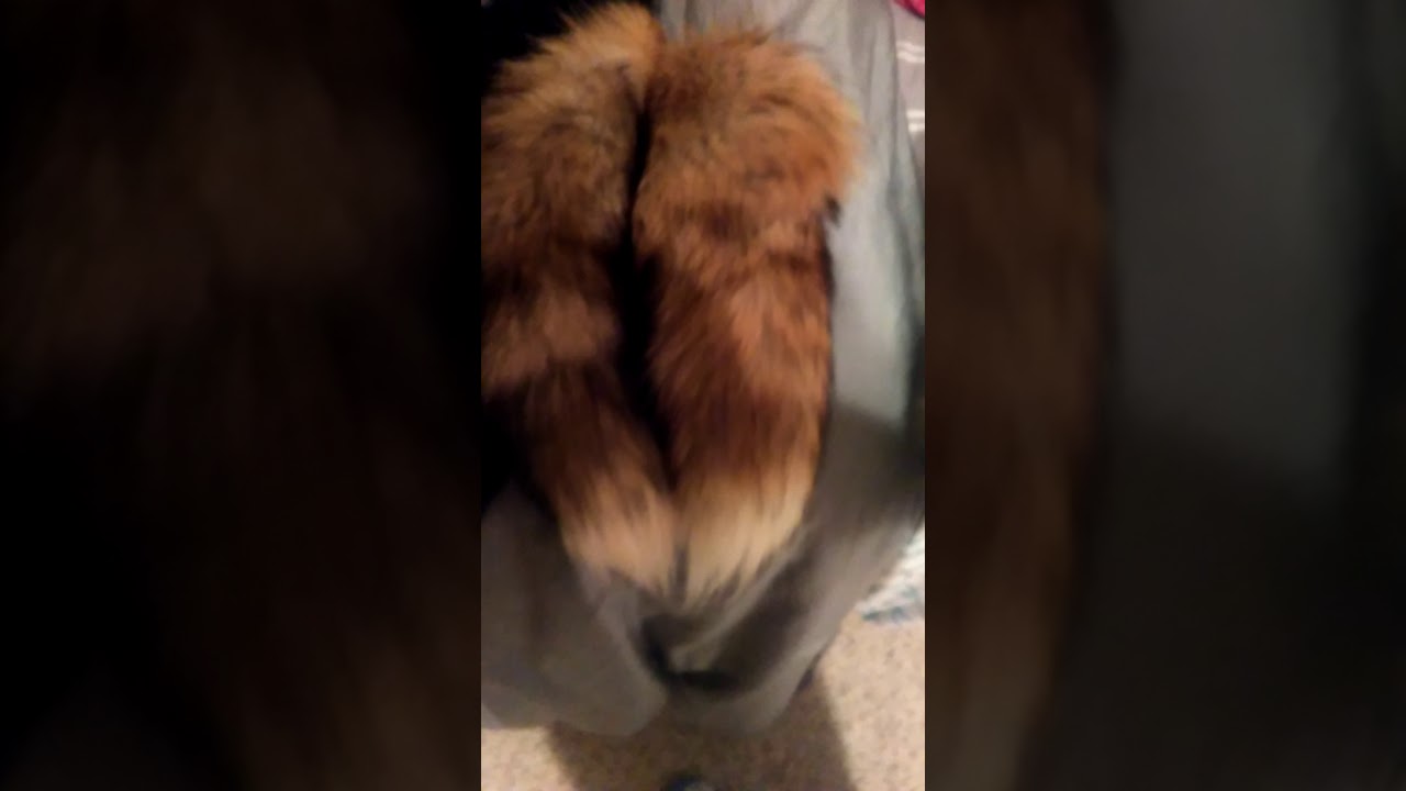 My fox tails collection.