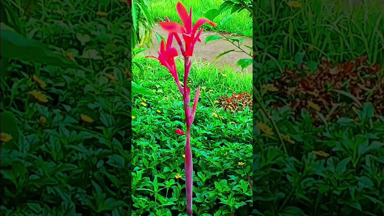 Iগ্রামের পথের ধারের সুন্দর এক সকাল 🌿"#viralshorts, #naturelovers, #villagenature, #beautifulnature