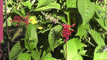 Ruby-throated hummingbirds feeding from Odontonema strictum
