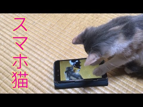 スマホを操作する猫