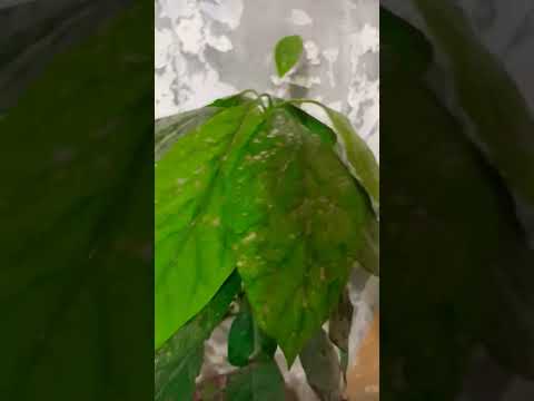 فصل الخريف أسقط اوراق الاشجار