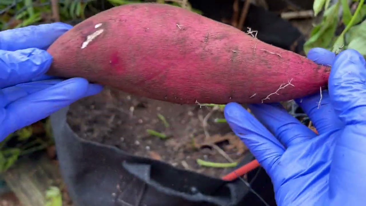 Мой первый сладкий картофель, батат, урожай сезона с моего контейнерного огорода