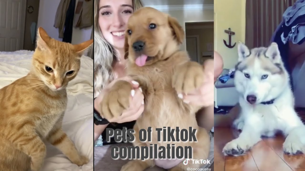 PETS OF TIKTOK (WILL BOOST YOUR SEROTONIN 🧚) - YouTube