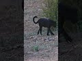 Rare WILD Black Leopard - New Membership Video Out Today #wildlife #cat #leopard