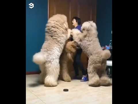 large poodle like dog