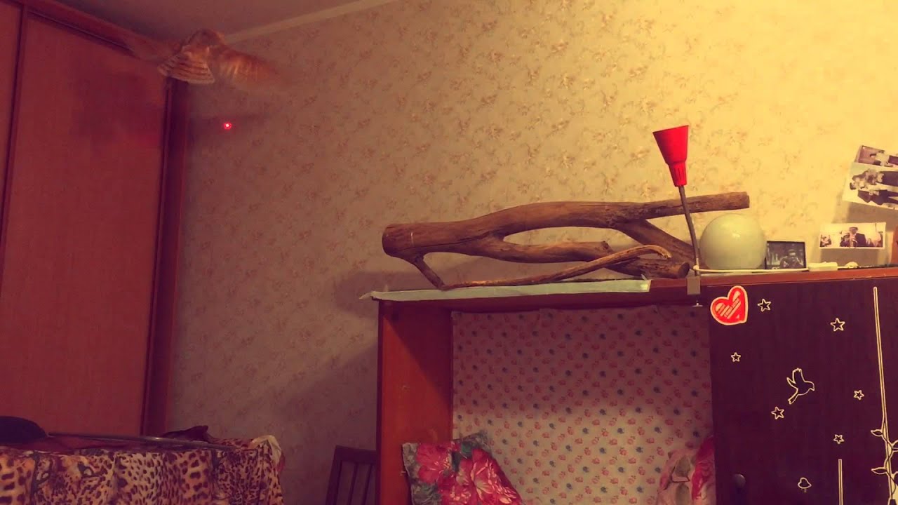 Софидель. Софидель