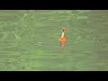 Kayak Mancing  Di kolam Aja,,Sampek capek sendiri Narik Ikannya