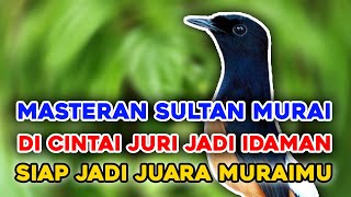 MASTERAN SULTAN || TEMBAKANNYA DAHSYAT || c,cungkok vs kenari vs cililin vs kapas tembak no jeda