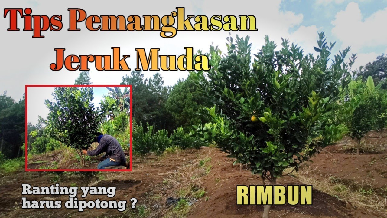 Tips Pemangkasan Jeruk Muda ( Rimbun dan Cepat Berbunga )