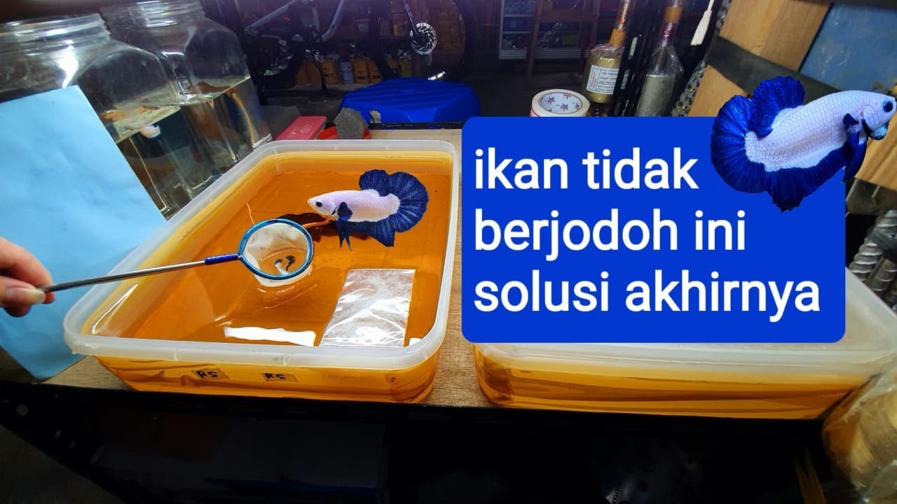 #6 SOLUSI  AKHIR JIKA IKAN CUPANG TIDAK BERJODOH / TIDAK MAU DI PIJAH  PART 3