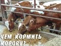 Для коров комбикорм: особенности и полезные свойства