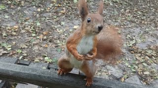 Playful Squirrel(s) in Пуща Водиця