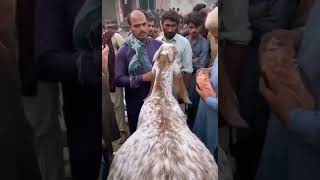 Emotional video 😢Qurbani goat crying viral video #trendingshorts #shorts #bakraeid #kashmir screenshot 5