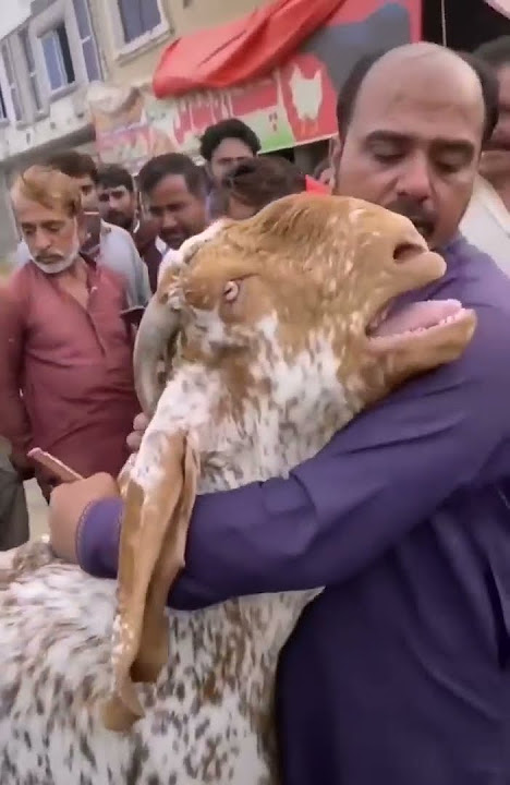 Emotional video 😢Qurbani goat crying viral video #trendingshorts #shorts #bakraeid #kashmir