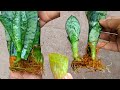Best Natural Rooting Hormones For Leaf Cuttings Of Snake Plants In Water